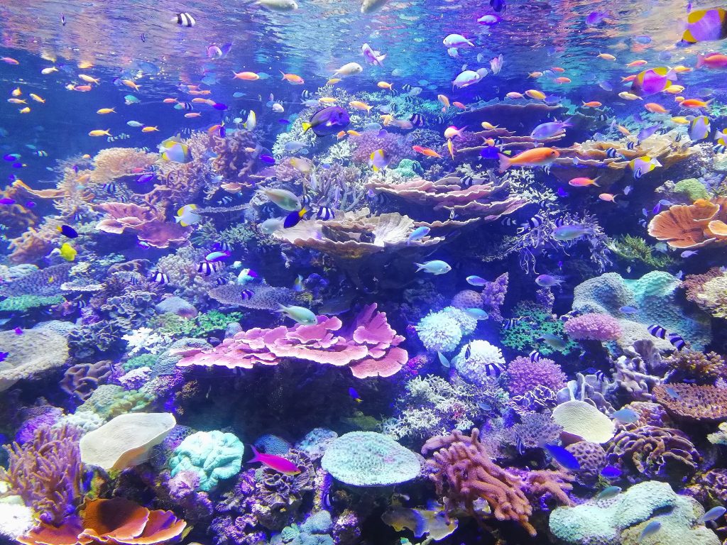 Korallenriff (https://unsplash.com/photos/s23xDAYQBCo)