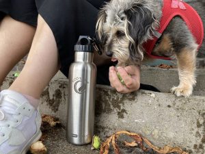 isolierte Thermosflasche aus Edelstahl mit Hund